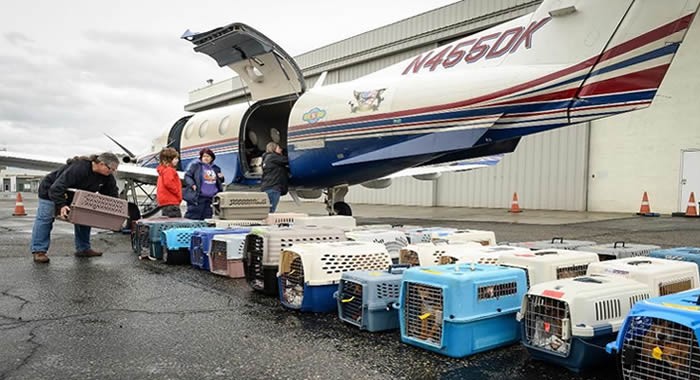 air-freight-pets